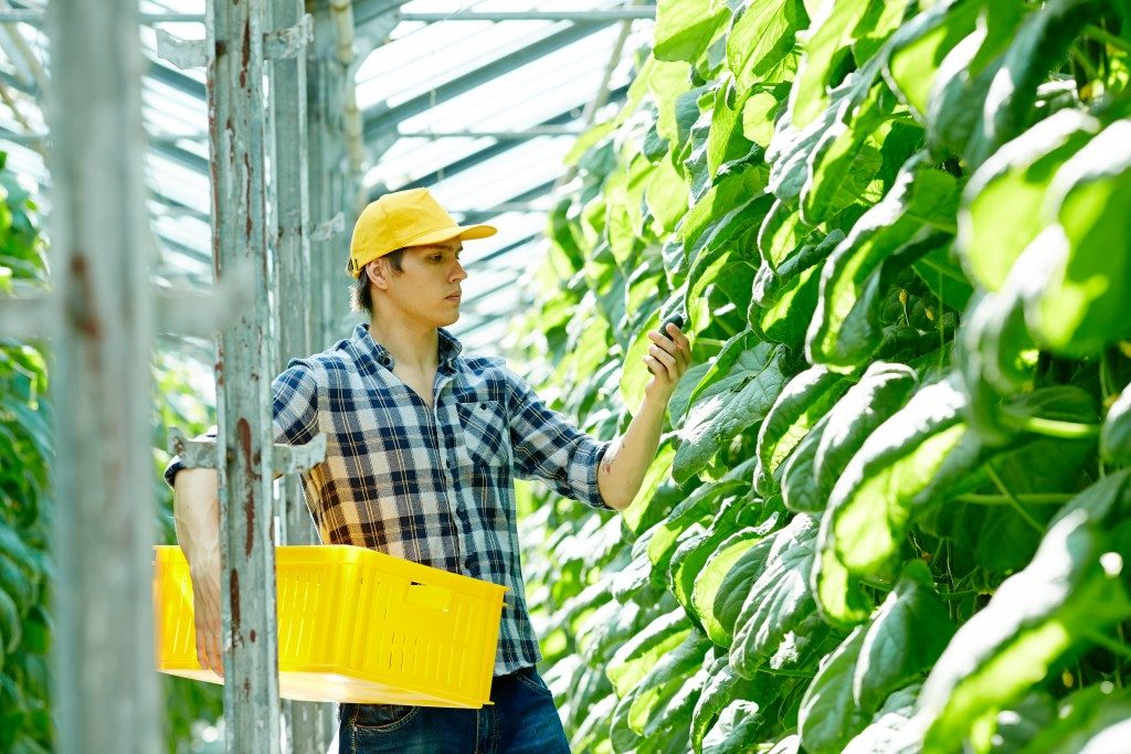 man harvesting fruits in a farm