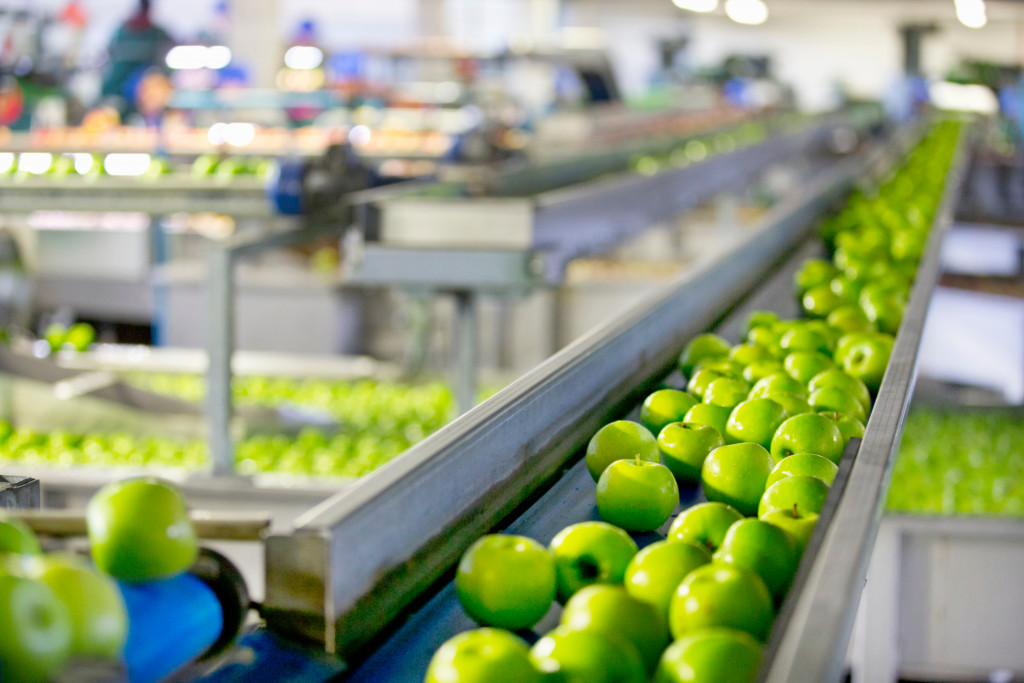 Apples in conveyor belt